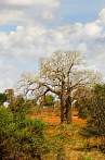 Afryka; Kenia; drzewo; baobab