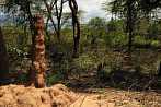 1CAA-1100; 3648 x 2422 pix; Afryka, Kenia, Kerio Valley, termitiera