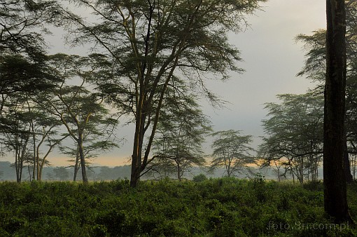 Afryka; Kenia; jezioro Nakuru; las tropikalny; las