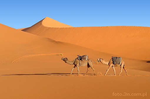 Afryka; Maroko; Sahara; wielbd; pustynia; karawana; wydma
