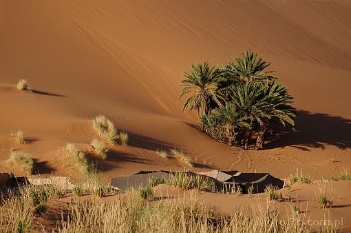 Afryka; Maroko; Sahara; pustynia; wydma; piasek; palma; obz; oaza; postj