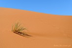 1CD1-1280; 4288 x 2848 pix; Afryka, Maroko, Sahara, pustynia, wydma, piasek