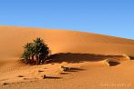 1CD1-1240; 4009 x 2662 pix; Afryka, Maroko, Sahara, pustynia, wydma, piasek, palma, oaza
