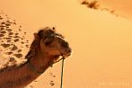 1CD1-2200; 4082 x 2712 pix; Afryka, Maroko, Sahara, wielbd, pustynia