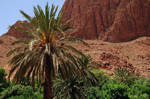 Afryka; Maroko; palma
