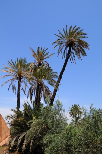 Afryka; Maroko; Marrakesz; palma; Agdal; ogrd Agdal